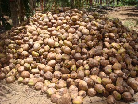 Villukattu Coconuts Image