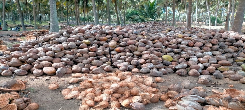 Villukattu Coconuts Images