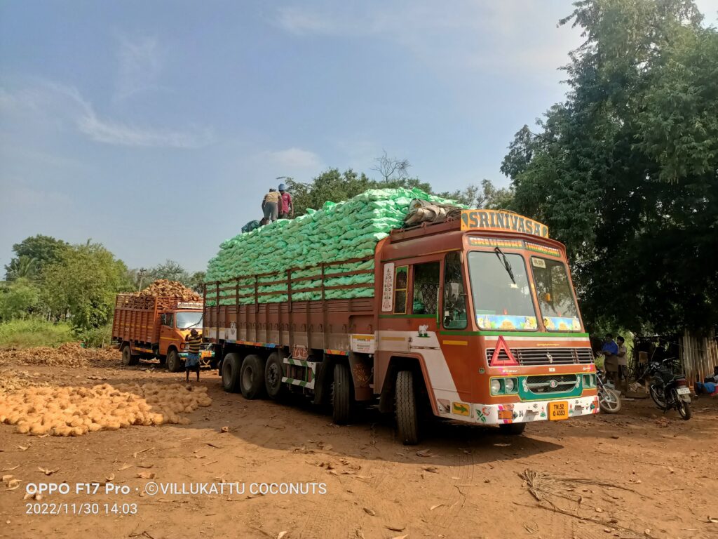 coconuts prepared to dispatch
