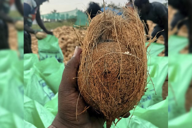 half husked coconut
