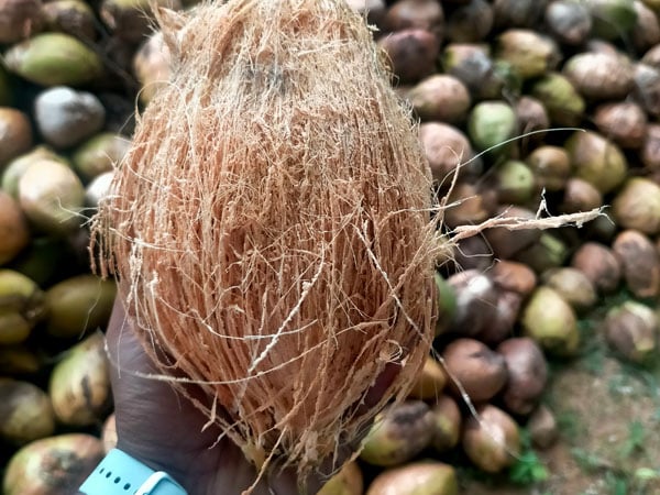 husk with fibers