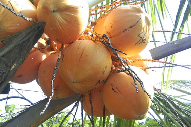 king tender coconut