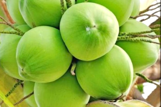 tender coconut green